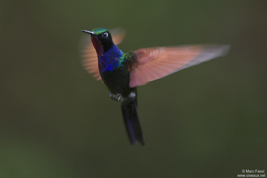 Colibri à gorge grenat mâle, Vol