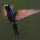 Colibri à gorge grenat