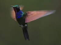 Colibri à gorge grenat