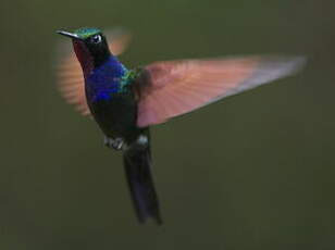 Colibri à gorge grenat