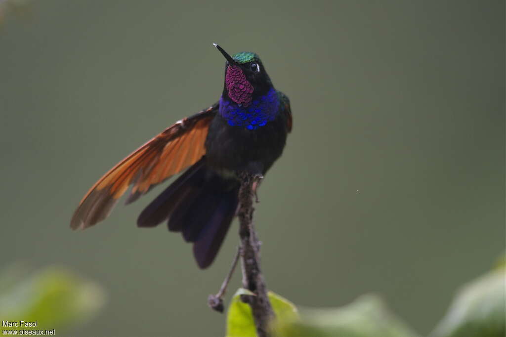 Colibri à gorge grenat mâle adulte, identification