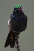 Garnet-throated Hummingbird