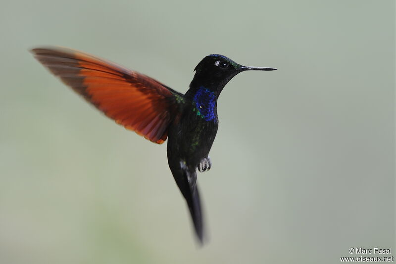 Garnet-throated Hummingbird male adult breeding, Flight