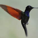 Colibri à gorge grenat