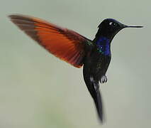 Garnet-throated Hummingbird