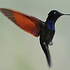 Colibri à grenat Photos, page 1