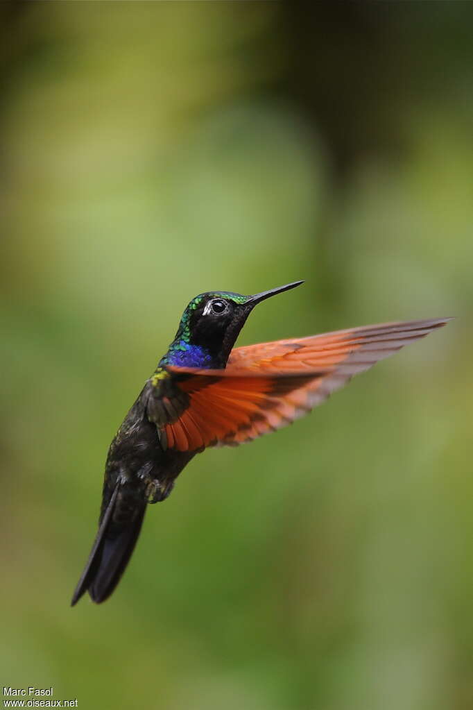 Colibri à gorge grenat mâle adulte, Vol