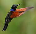 Colibri à gorge grenat