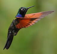 Colibri à gorge grenat