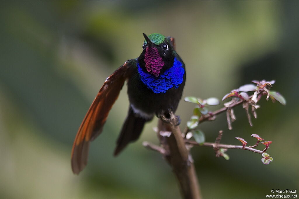 Garnet-throated Hummingbird male adult, identification, Behaviour