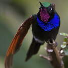 Colibri à gorge grenat