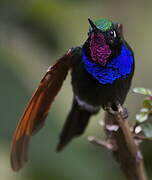 Garnet-throated Hummingbird