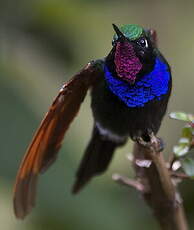 Colibri à gorge grenat