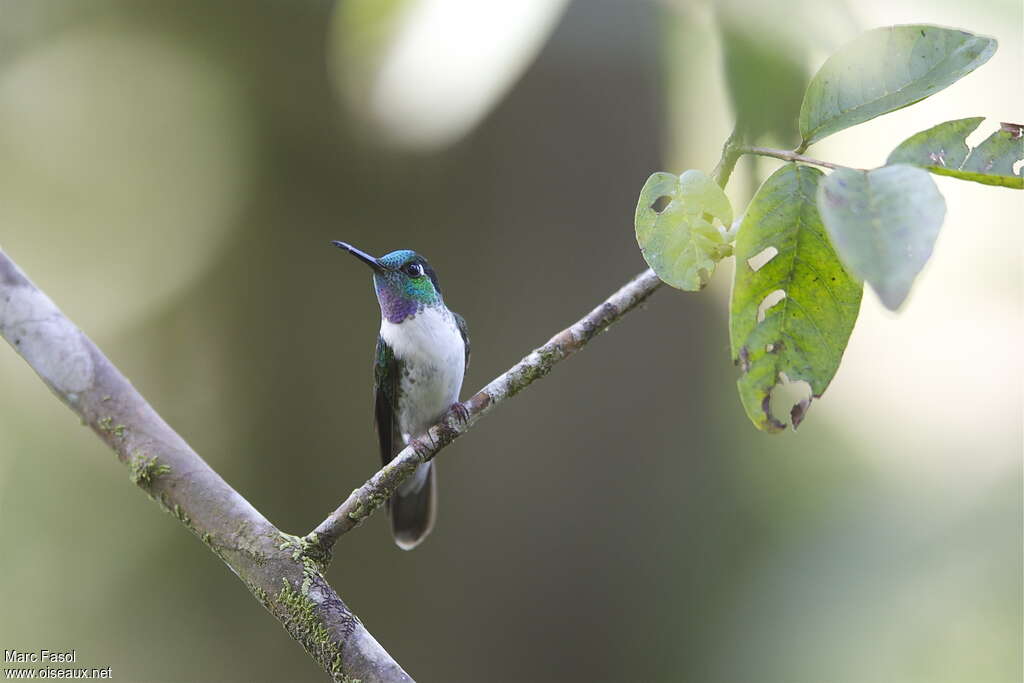 White-bellied Mountaingem male adult, identification