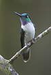 Colibri à gorge lilas