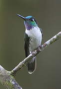 White-bellied Mountaingem