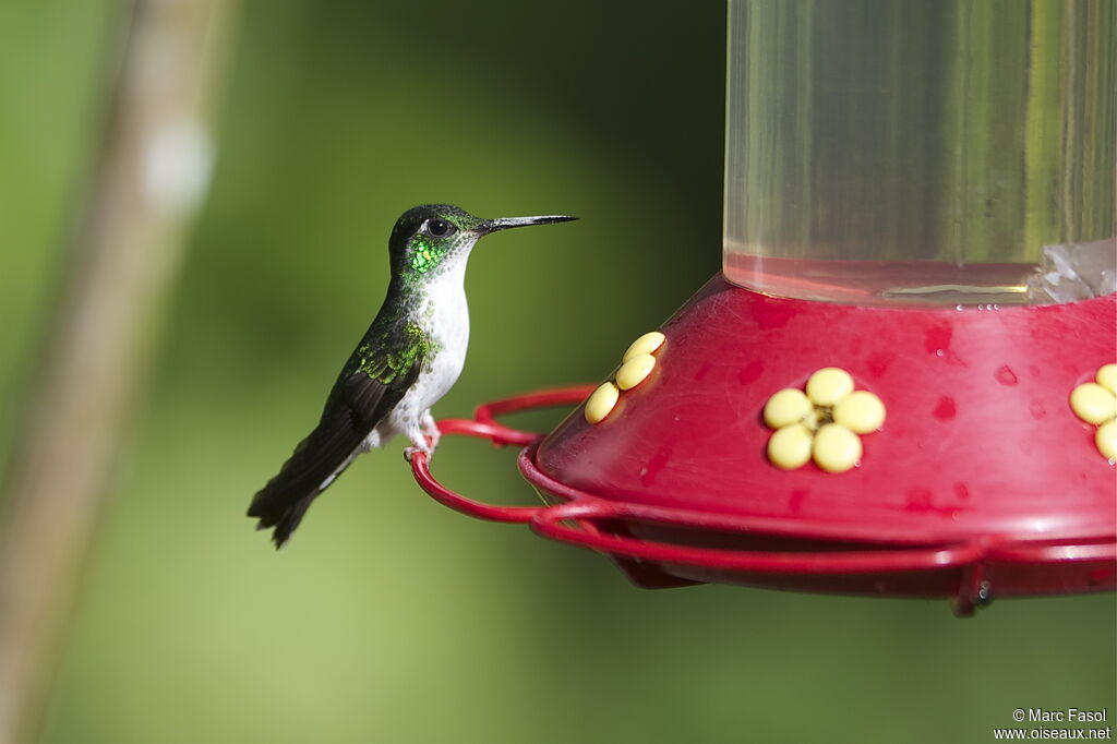 Colibri à gorge lilas femelle adulte, identification, régime