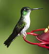 Colibri à gorge lilas