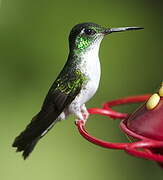 White-bellied Mountaingem