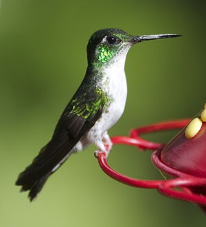 Colibri à gorge lilas