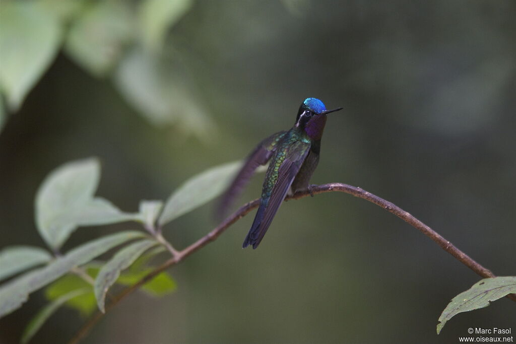 Colibri à gorge pourprée mâle adulte, identification