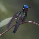 Colibri à gorge pourprée