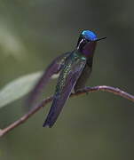 Purple-throated Mountaingem