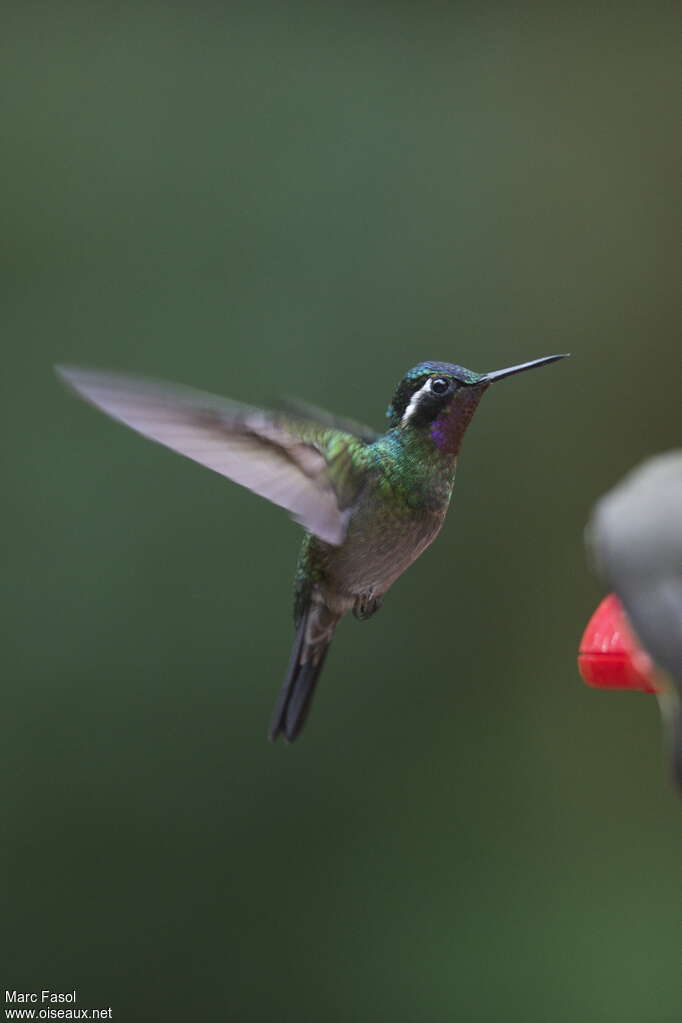 Colibri à gorge pourprée mâle adulte, pigmentation, Vol