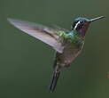 Colibri à gorge pourprée