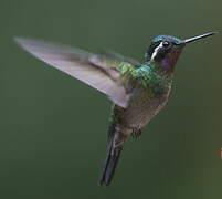 Purple-throated Mountaingem