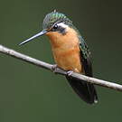 Colibri à gorge pourprée