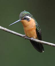 Colibri à gorge pourprée