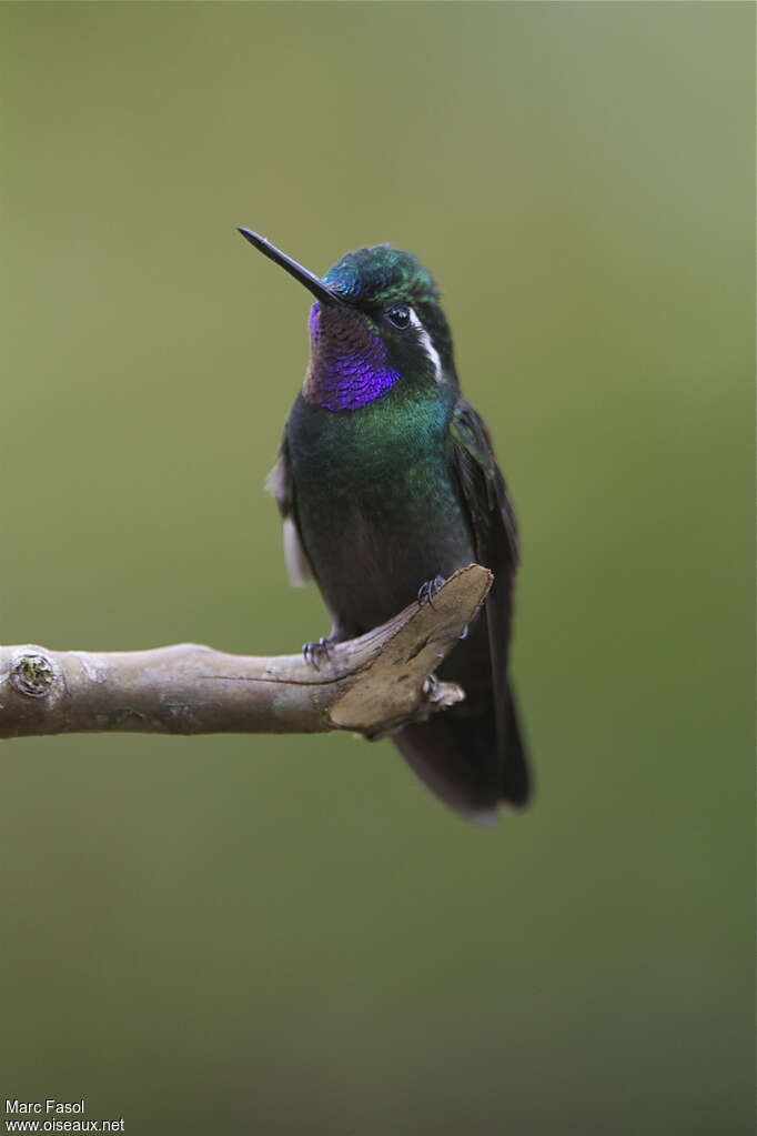 Colibri à gorge pourprée mâle adulte, pigmentation