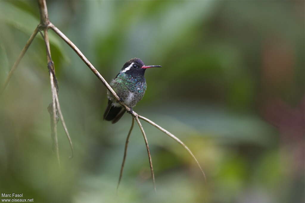 Colibri à oreilles blanches mâle, adulte, nuptial, identification