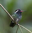 Colibri à oreilles blanches