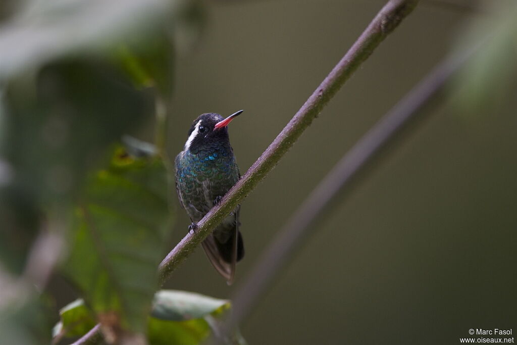Colibri à oreilles blanches mâle, adulte, nuptial, identification