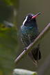 Colibri à oreilles blanches