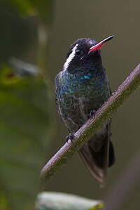 Colibri à oreilles blanches