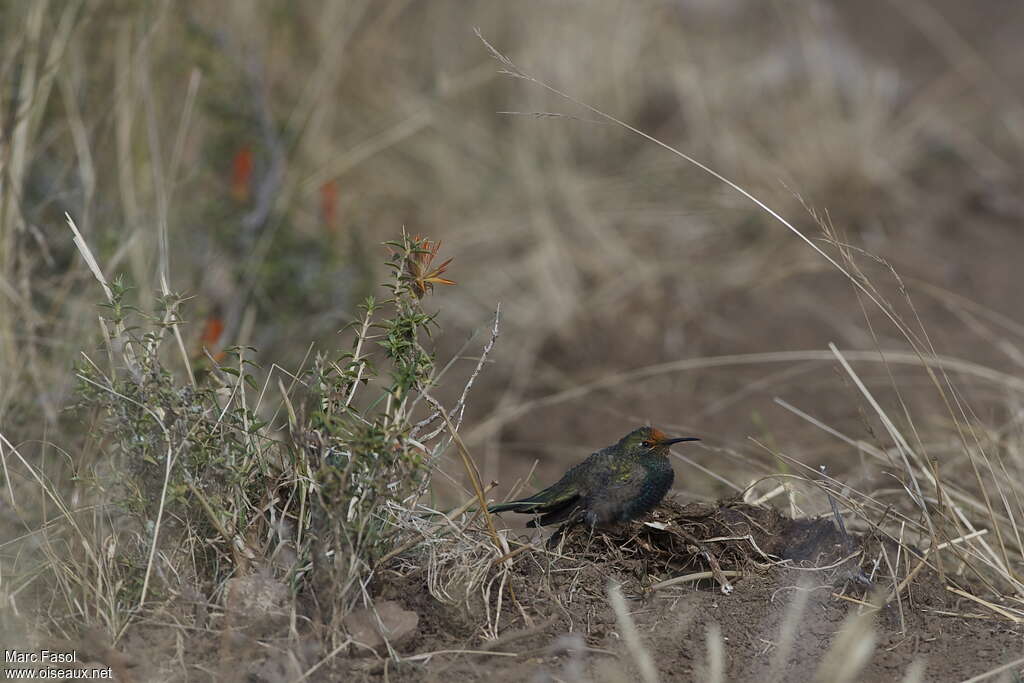 Colibri à plastron noir mâle adulte, identification