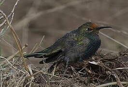 Black-breasted Hillstar