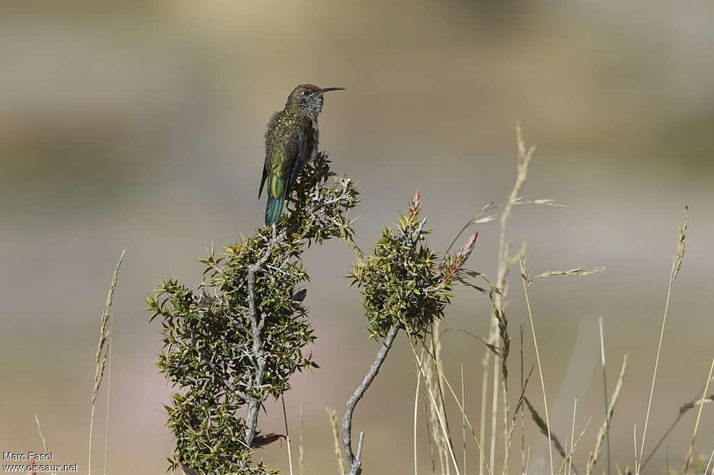 Colibri à plastron noir femelle adulte, identification