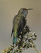 Black-breasted Hillstar