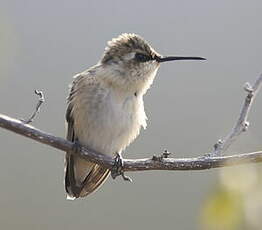 Colibri à queue courte