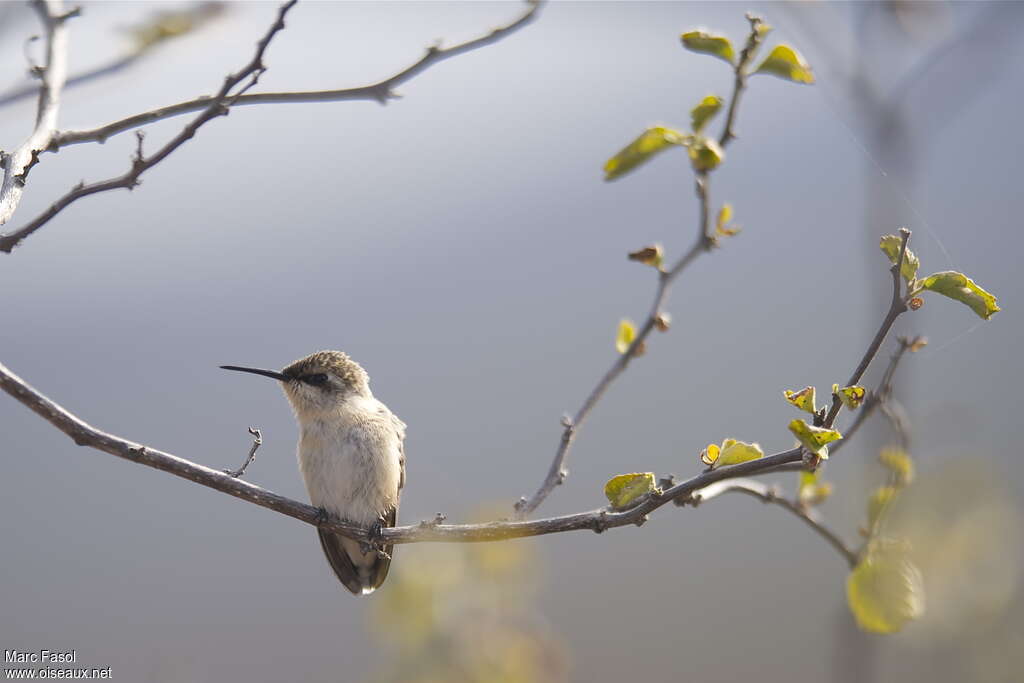 Short-tailed Woodstar female adult