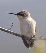 Colibri à queue courte