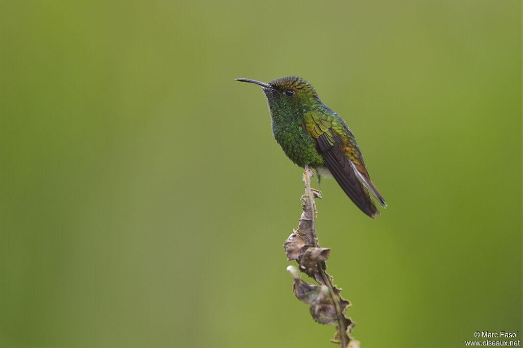 Colibri à tête cuivrée mâle, identification