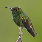 Colibri à tête cuivrée