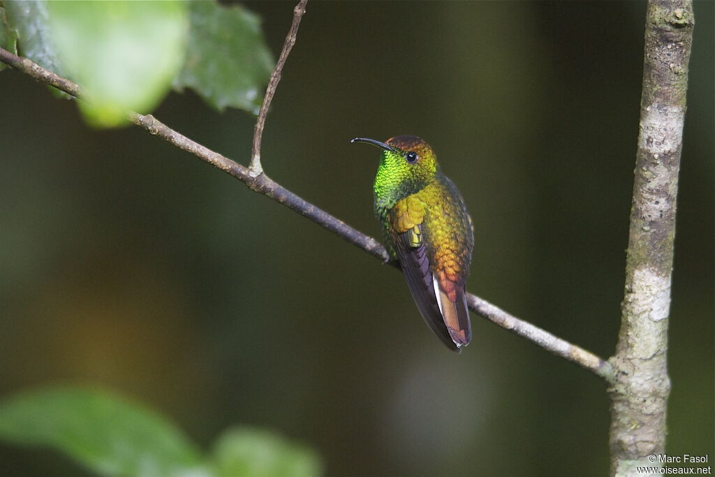 Colibri à tête cuivrée mâle adulte, identification