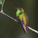 Colibri à tête cuivrée