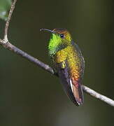 Coppery-headed Emerald